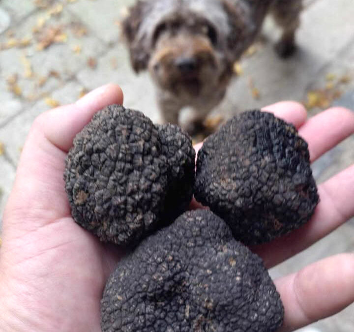 Marché aux truffes et produits du terroir